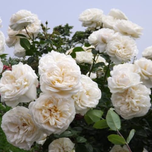 Climbing Roses Live Plants 6-8 Months Old B439793