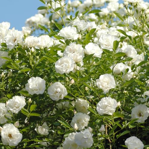 Climbing Roses Live Plants 6-8 Months Old B439793