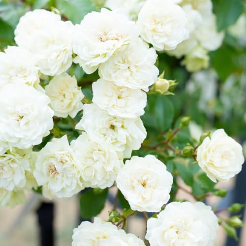 Climbing Roses Live Plants 6-8 Months Old B439793
