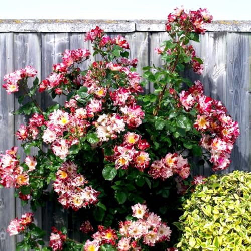 Climbing Roses Live Plants 6-8 Months Old B439793