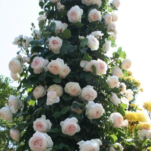 Climbing Roses Live Plants 6-8 Months Old B439793
