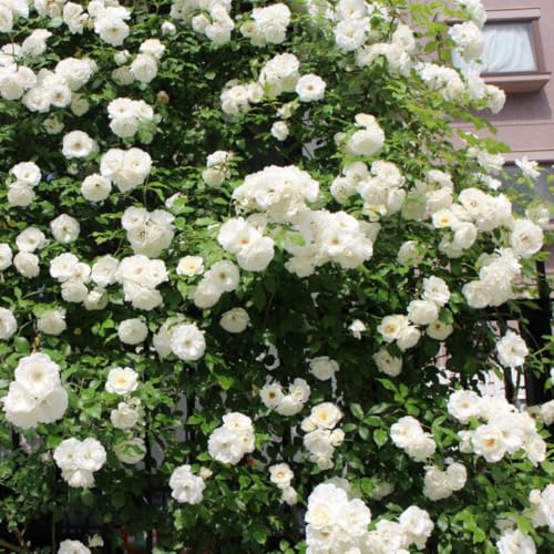 Climbing Roses Live Plants 6-8 Months Old B439793