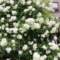 Climbing Roses Live Plants 6-8 Months Old B439793