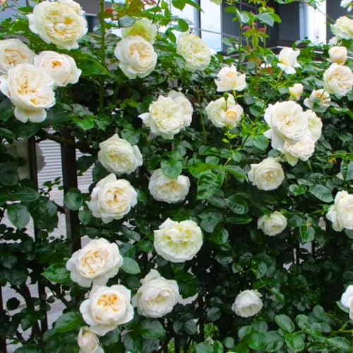 Climbing Roses Live Plants 6-8 Months Old B439793