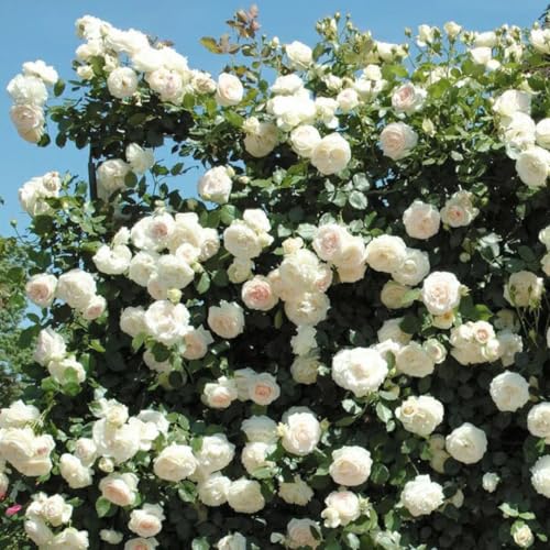 Climbing Roses Live Plants 6-8 Months Old B439793