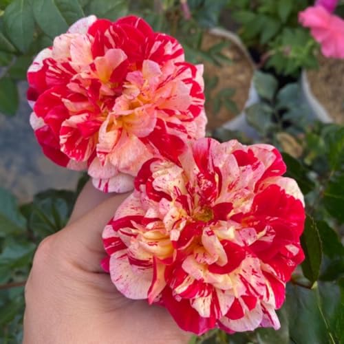 Climbing Roses Live Plants 6-8 Months Old B439793