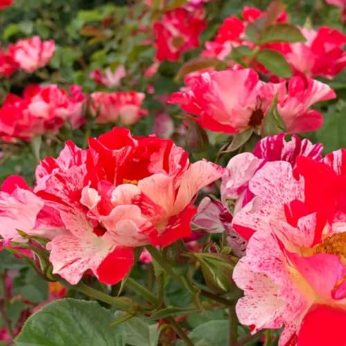 Climbing Roses Live Plants 6-8 Months Old B439793